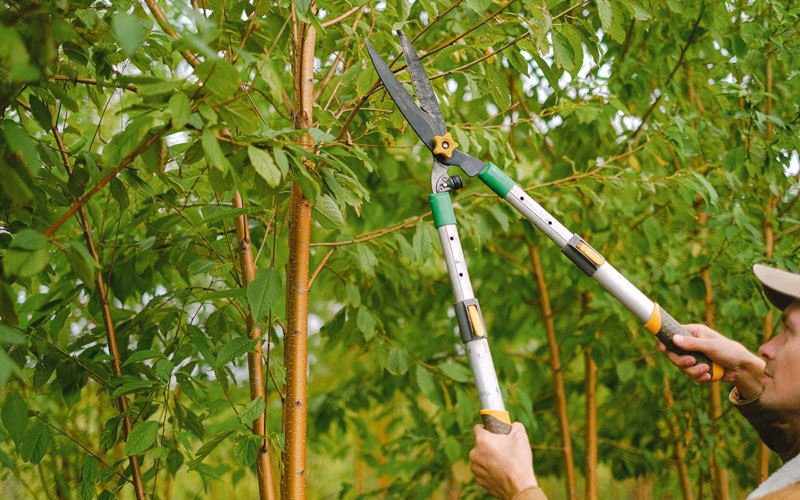 Tree trimming in Fort Atkinson, IA